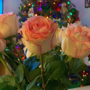 Meet your Posher, Diana